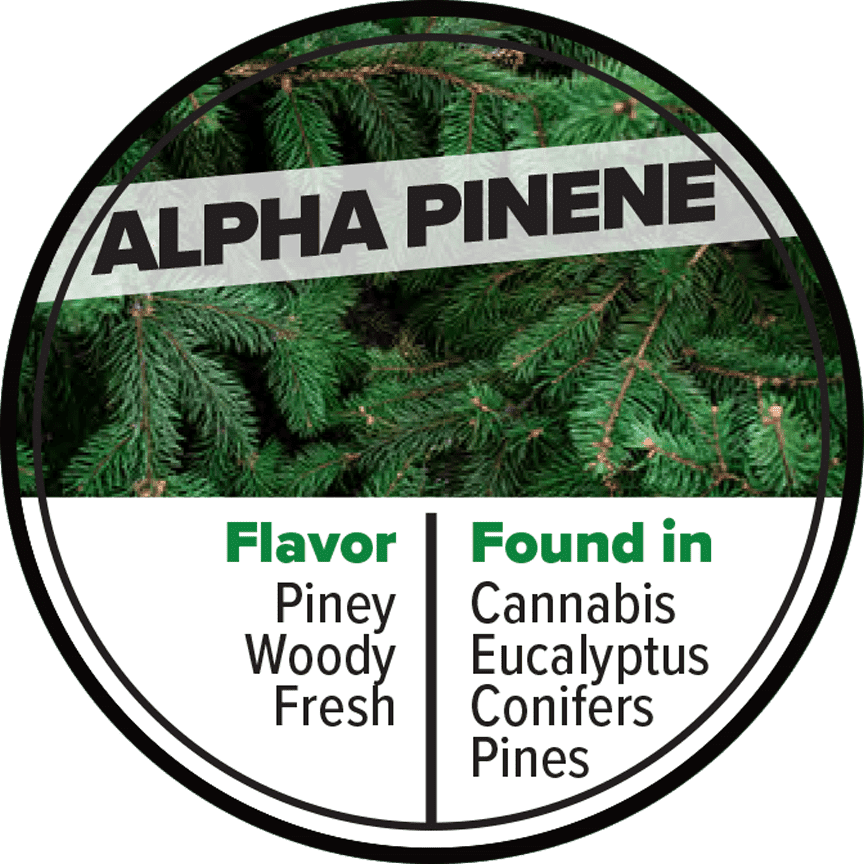 alpha pinene